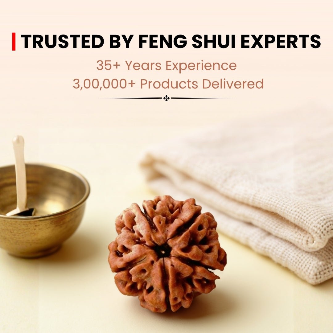 5 Mukhi Rudraksha Five Face Paanch Mukhi Original Nepali Rudraksha - plusvalueindia