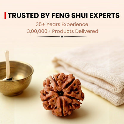 5 Mukhi Rudraksha Five Face Paanch Mukhi Original Nepali Rudraksha - plusvalueindia