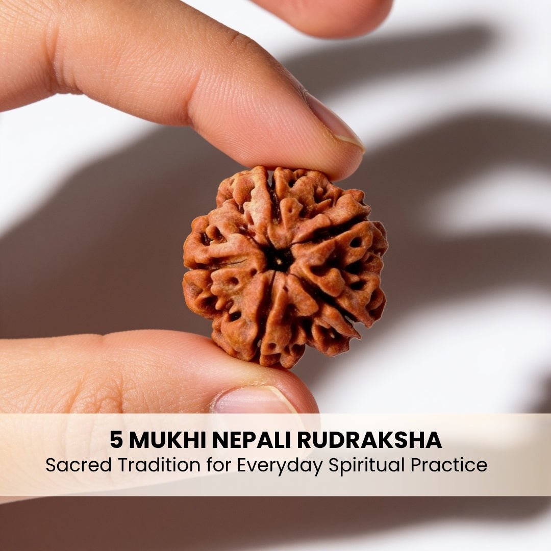 5 Mukhi Rudraksha Five Face Paanch Mukhi Original Nepali Rudraksha - plusvalueindia