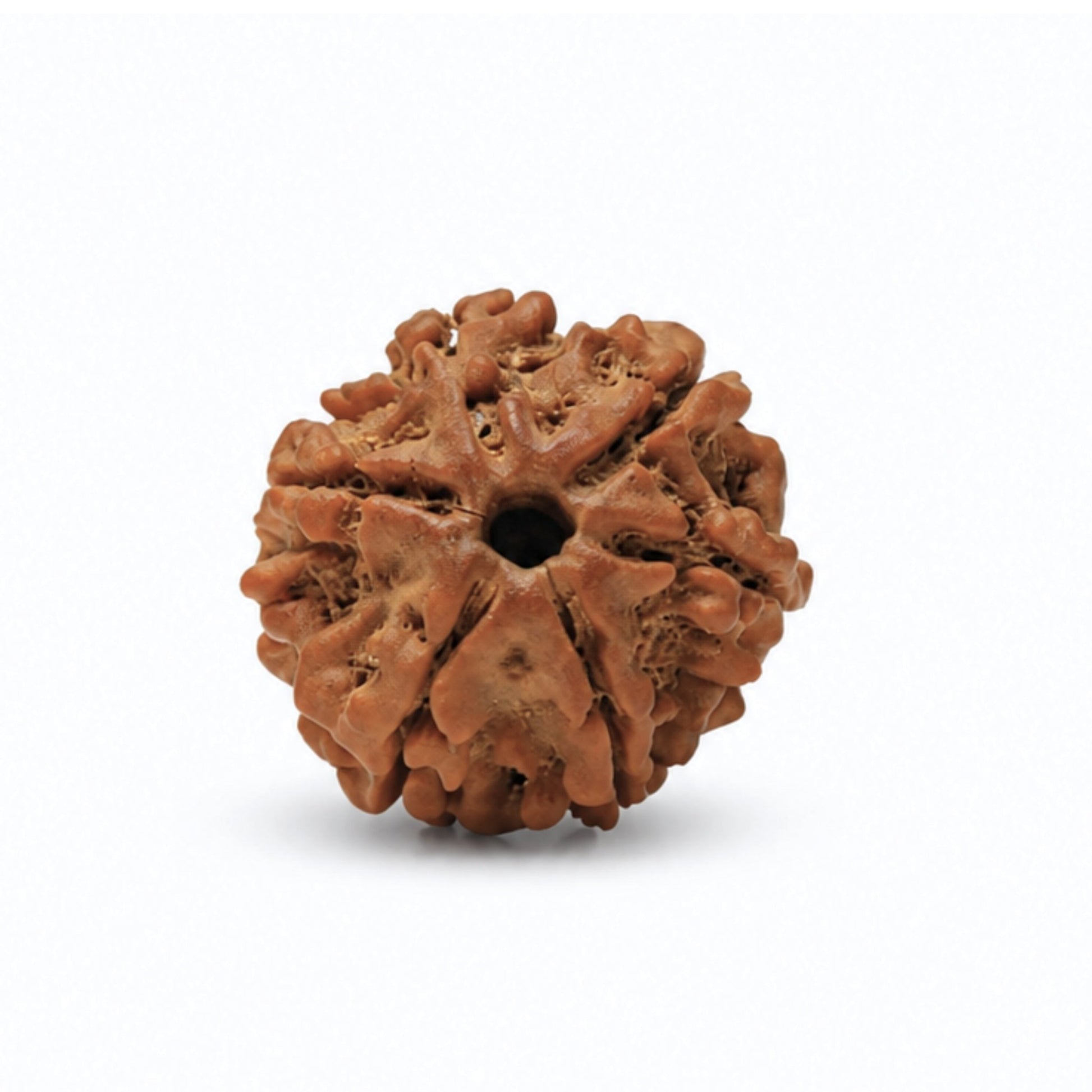 6 Mukhi Rudraksha Six Face Cheh Mukhi Original, traditional Vastu remedy for the home