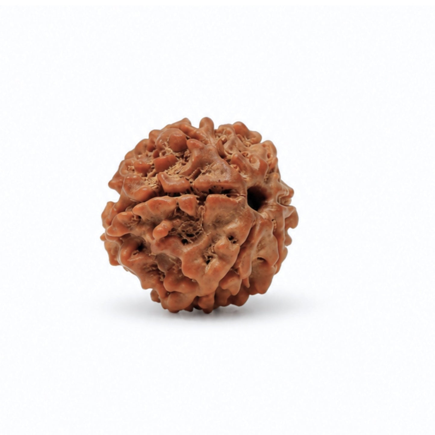 6 Mukhi Rudraksha Six Face Cheh Mukhi Original, Vastu product for home and office