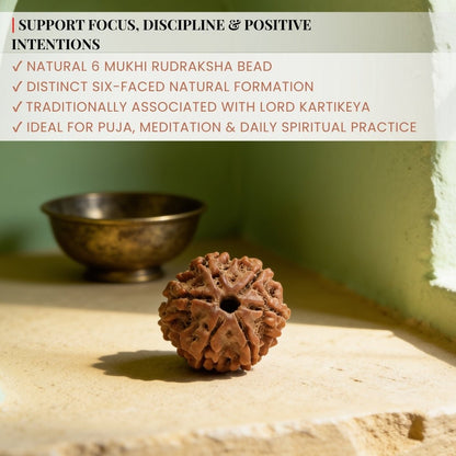 6 Mukhi Rudraksha Six Face Cheh Mukhi Original Nepali Rudraksha - plusvalueindia