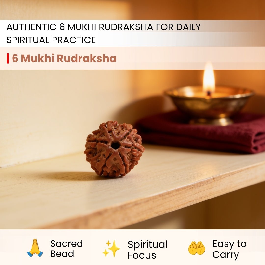 6 Mukhi Rudraksha Six Face Cheh Mukhi Original Nepali Rudraksha - plusvalueindia