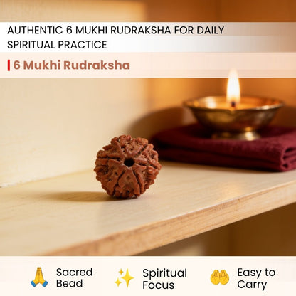 6 Mukhi Rudraksha Six Face Cheh Mukhi Original Nepali Rudraksha - plusvalueindia
