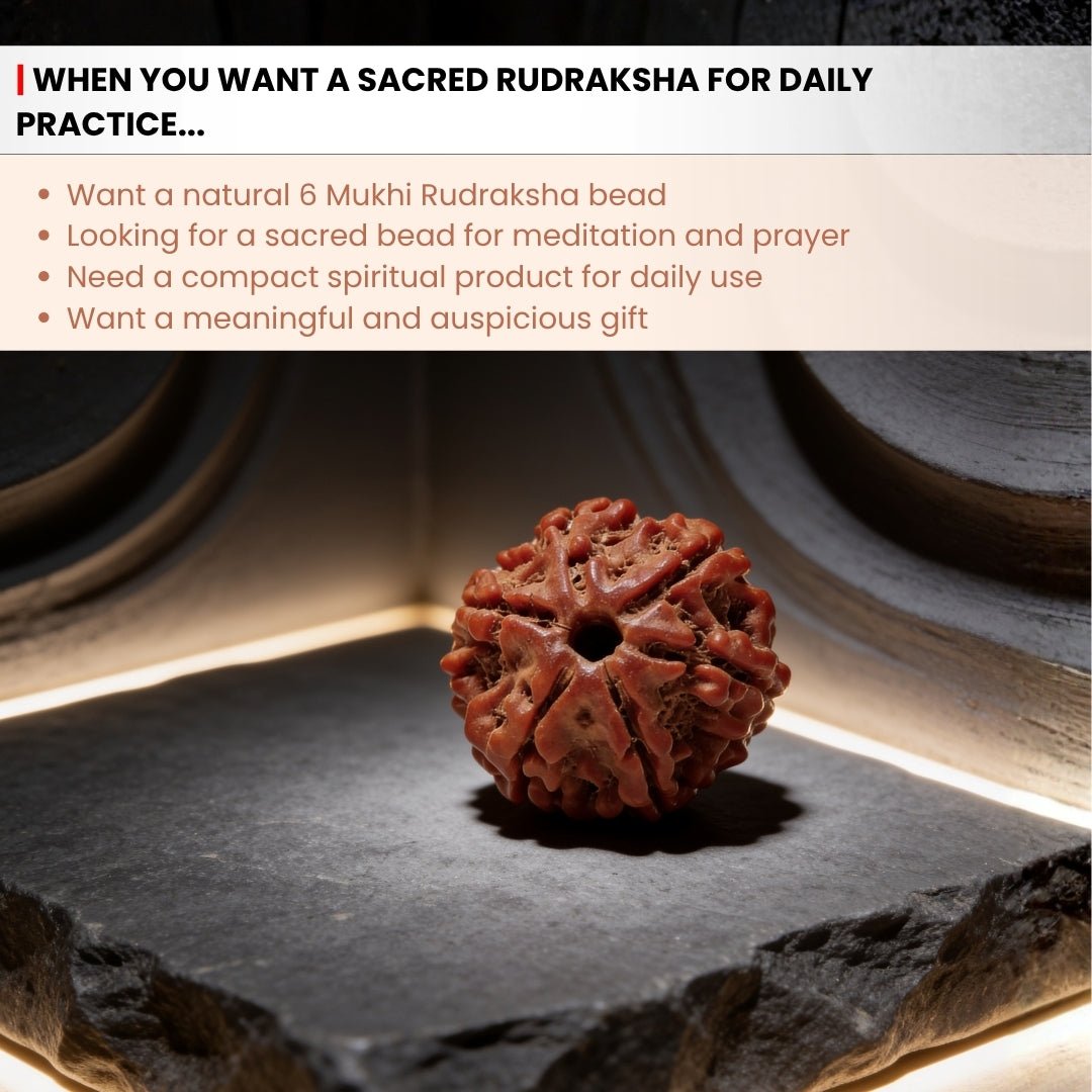 6 Mukhi Rudraksha Six Face Cheh Mukhi Original Nepali Rudraksha - plusvalueindia