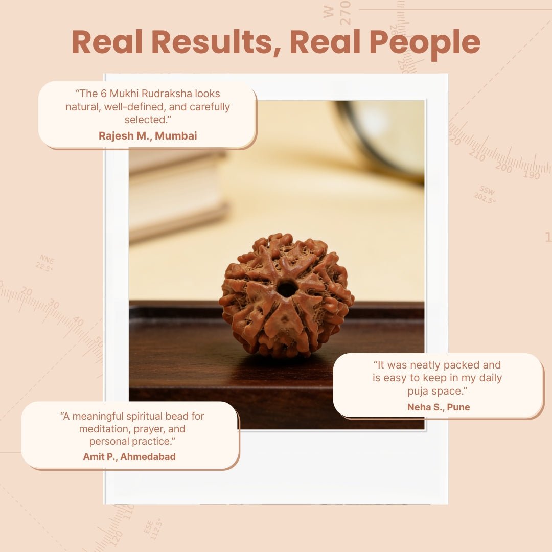 6 Mukhi Rudraksha Six Face Cheh Mukhi Original Nepali Rudraksha - plusvalueindia