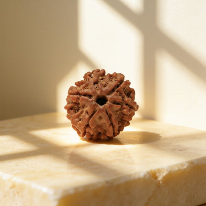 6 mukhi rudraksha detail showing the mukhi lines running the length of the bead