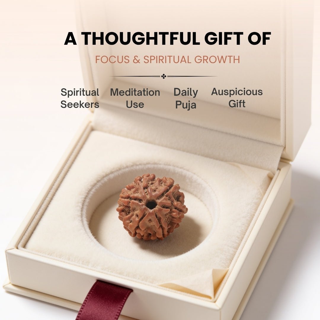 6 Mukhi Rudraksha Six Face Cheh Mukhi Original Nepali Rudraksha - plusvalueindia