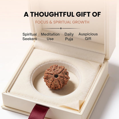 6 Mukhi Rudraksha Six Face Cheh Mukhi Original Nepali Rudraksha - plusvalueindia