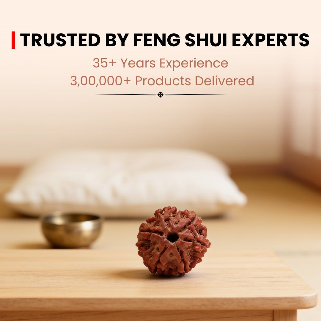 6 Mukhi Rudraksha Six Face Cheh Mukhi Original Nepali Rudraksha - plusvalueindia
