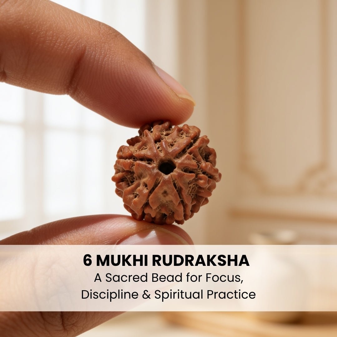 6 Mukhi Rudraksha Six Face Cheh Mukhi Original Nepali Rudraksha - plusvalueindia