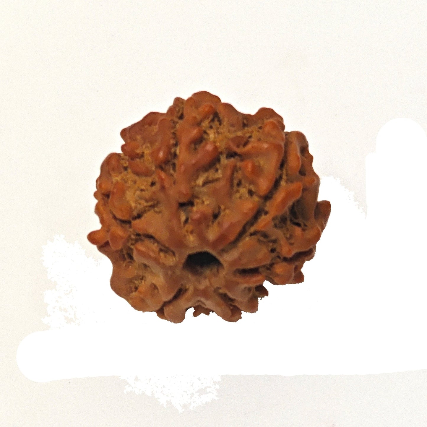 natural rudraksha Vastu product, made in India