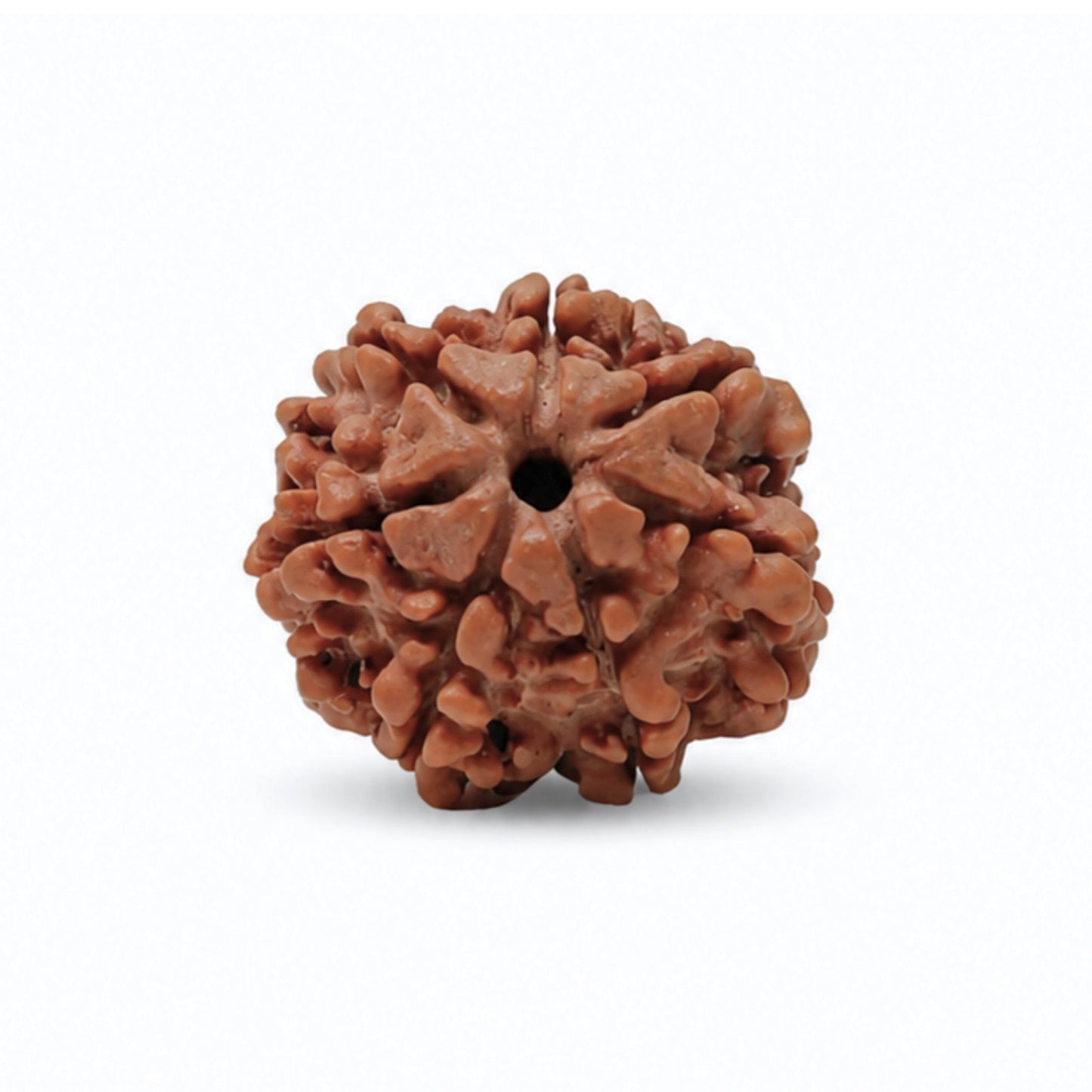 7 Mukhi Seven Face Saat Mukhi Rudraksha Original Mahalakshami Rudraksha - plusvalueindia
