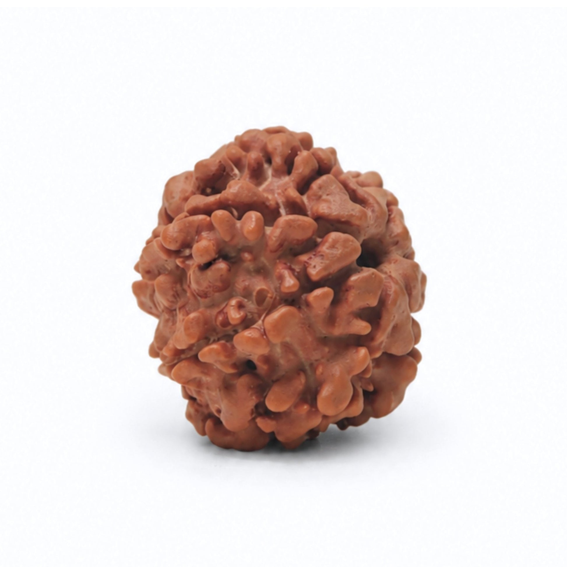 7 Mukhi Seven Face Saat Mukhi Rudraksha Original Mahalakshami Rudraksha - plusvalueindia