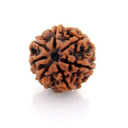 7 Mukhi-Wood-Face-Nepali-Rudraksha