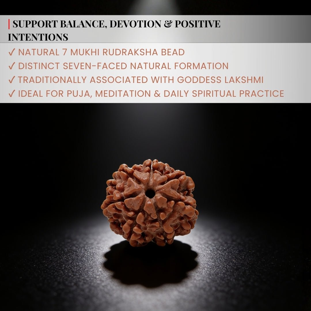 7 Mukhi Seven Face Saat Mukhi Rudraksha Original Mahalakshami Rudraksha - plusvalueindia