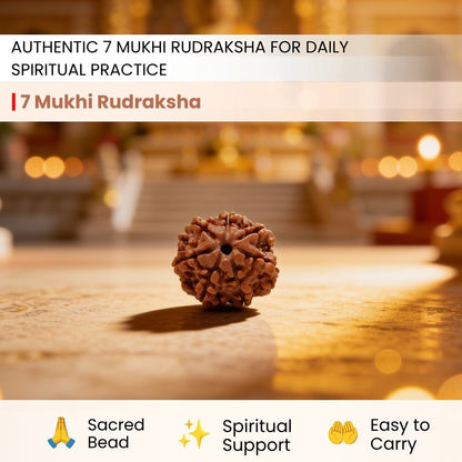 7 Mukhi Seven Face Saat Mukhi Rudraksha Original Mahalakshami Rudraksha - plusvalueindia