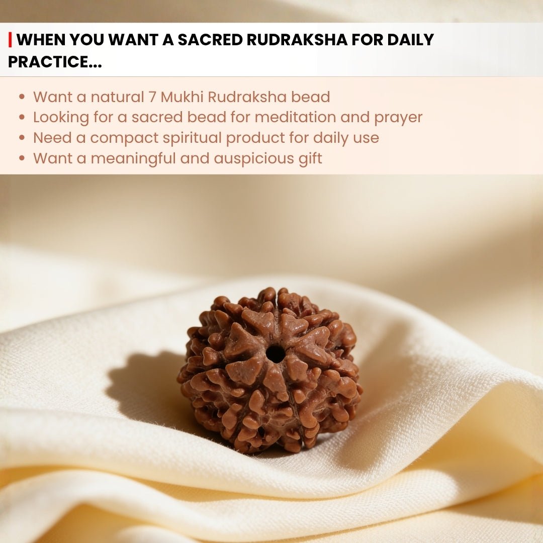 7 Mukhi Seven Face Saat Mukhi Rudraksha Original Mahalakshami Rudraksha - plusvalueindia
