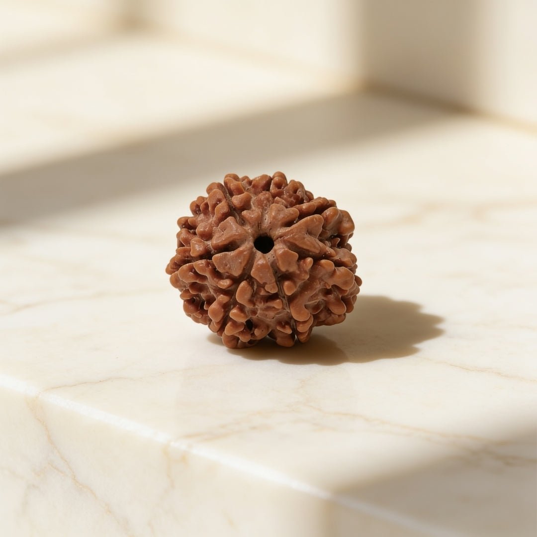 7 mukhi rudraksha detail showing the mukhi lines running the length of the bead