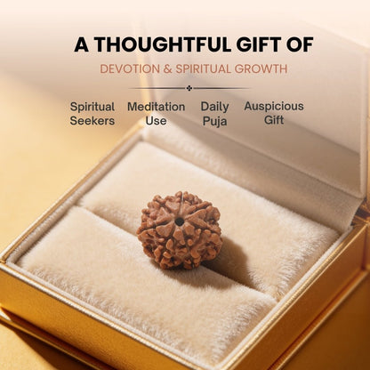 7 Mukhi Seven Face Saat Mukhi Rudraksha Original Mahalakshami Rudraksha - plusvalueindia