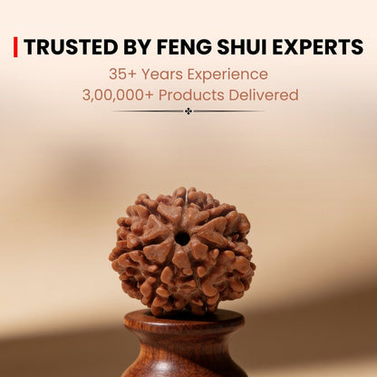 7 Mukhi Seven Face Saat Mukhi Rudraksha Original Mahalakshami Rudraksha - plusvalueindia