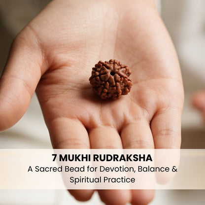 7 Mukhi Seven Face Saat Mukhi Rudraksha Original Mahalakshami Rudraksha - plusvalueindia