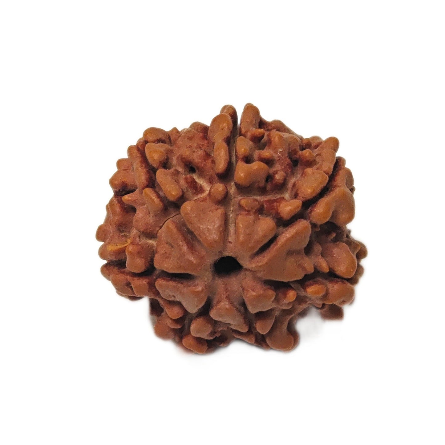 7 Mukhi Seven Face Saat Mukhi Rudraksha Original Mahalakshami Rudraksha - plusvalueindia