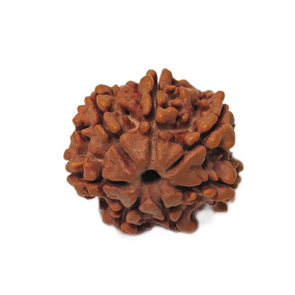 7 Mukhi Seven Face Saat Mukhi Rudraksha Original Mahalakshami Rudraksha - plusvalueindia