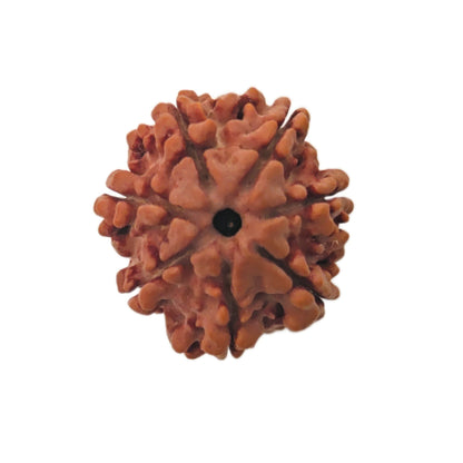 7 Mukhi Seven Face Saat Mukhi Rudraksha Original Mahalakshami Rudraksha - plusvalueindia