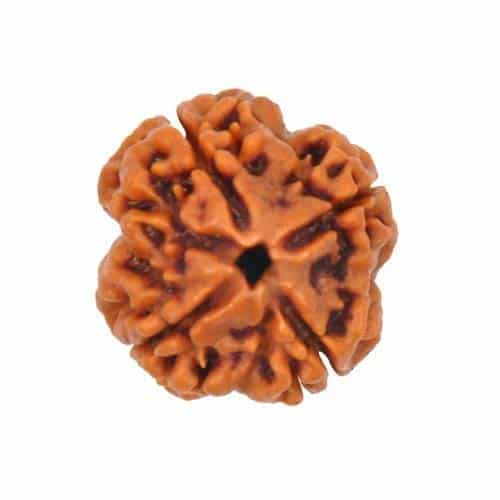 4 Mukhi Rudraksha Four Face Char Mukhi Original Nepali Rudraksha