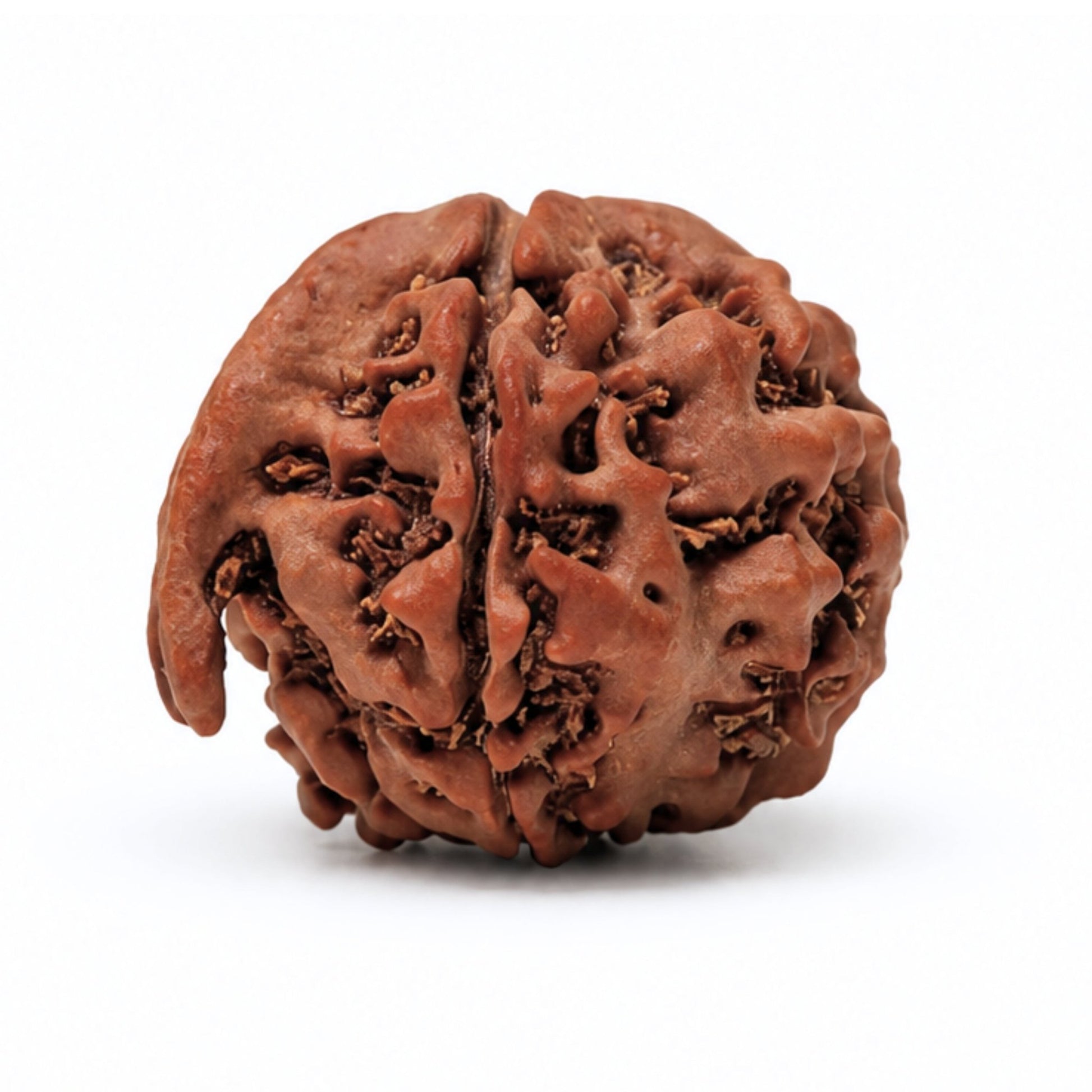Ganesh Mukhi Original Rudraksha - plusvalueindia