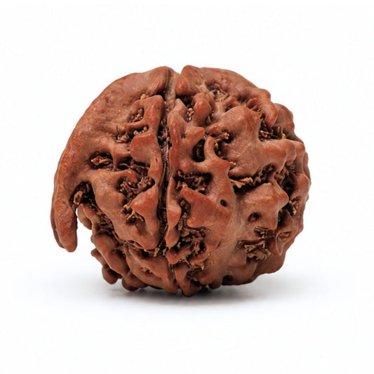 Ganesh Mukhi Original Rudraksha - plusvalueindia