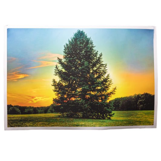 Pine Tree Canvas Print Painting