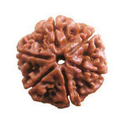6 Mukhi Rudraksha Six Face Cheh Mukhi Original Nepali for protection & blessings
