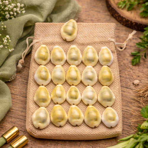 Lakshami Kaudi - Yellow Kaudi Peeli Cowrie Vastu Shastra Remedies for Daily Pooja
