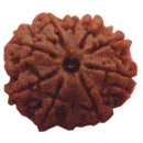 8 Mukhi Rudraksha Eight Face Mukhi Original Nepali Rudraksha