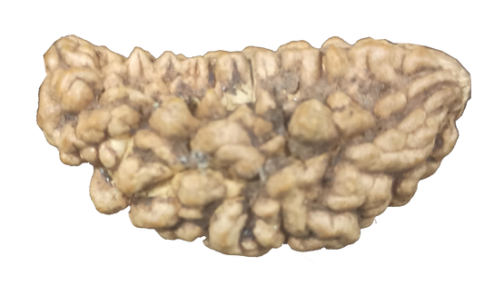 ekmukhi-oneface-rudrakshaplusvalue