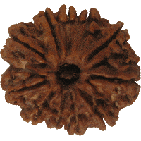 11 Mukhi Rudraksha Eleven Face Mukhi Original Nepali Rudraksha