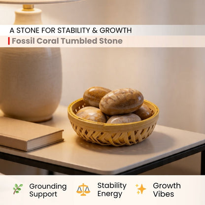 Fossil Coral Tumbled Stone Pebbles - plusvalueindia