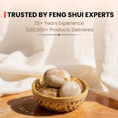 Fossil Coral Tumbled Stone Pebbles - plusvalueindia