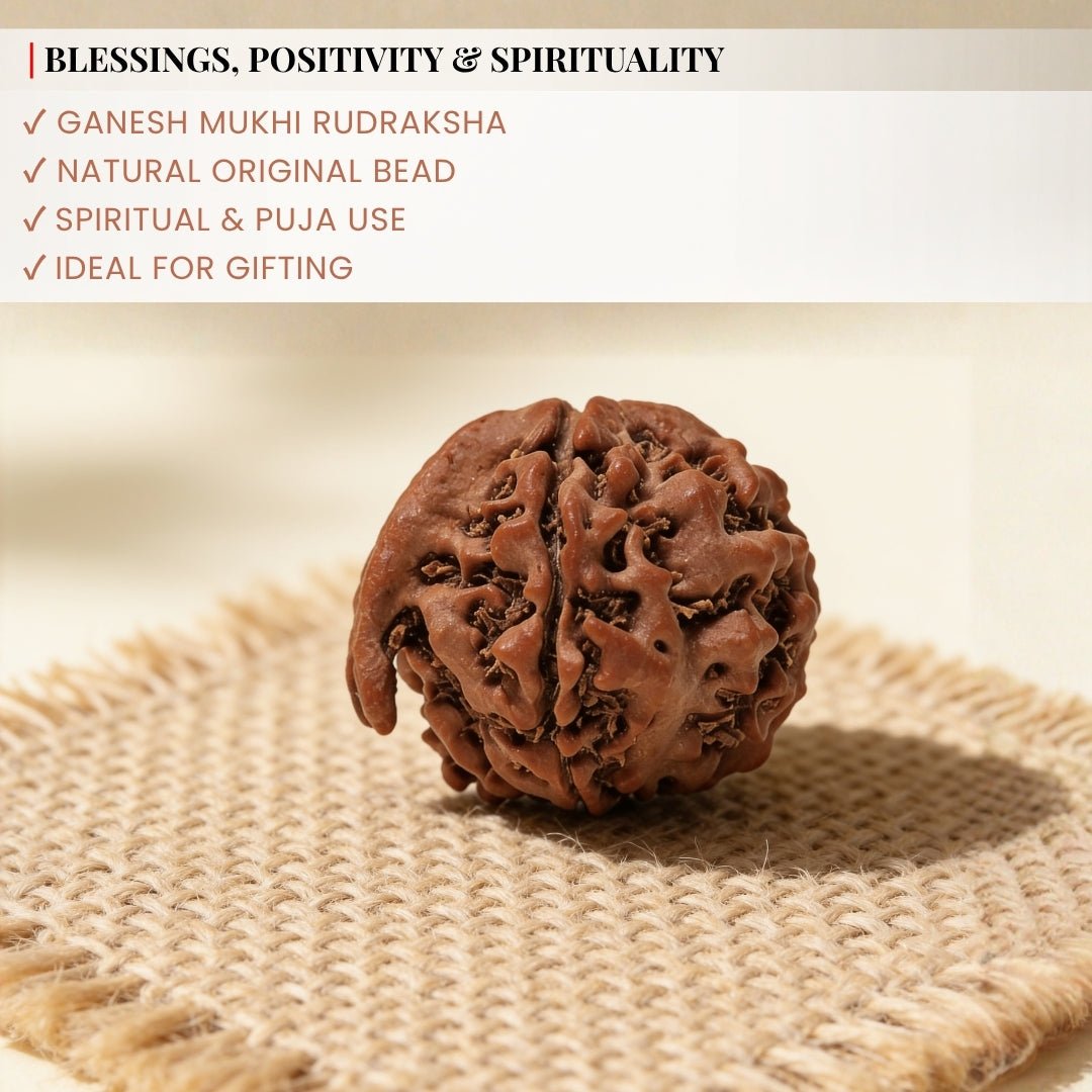 Ganesh Mukhi Original Rudraksha - plusvalueindia