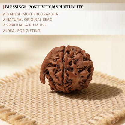 Ganesh Mukhi Original Rudraksha - plusvalueindia