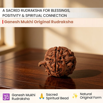 Ganesh Mukhi Original Rudraksha - plusvalueindia