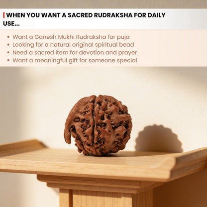 Ganesh Mukhi Original Rudraksha - plusvalueindia