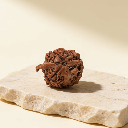 Ganesh Mukhi Original Rudraksha - plusvalueindia