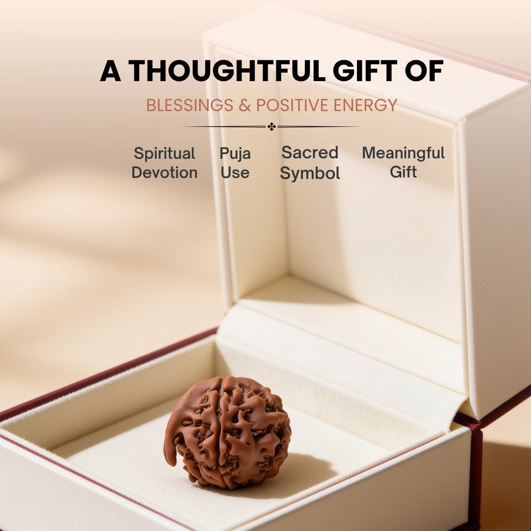 Ganesh Mukhi Original Rudraksha - plusvalueindia