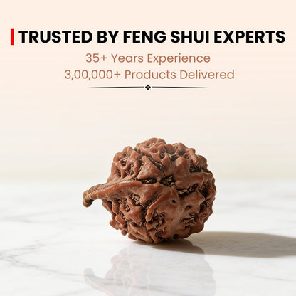 Ganesh Mukhi Original Rudraksha - plusvalueindia
