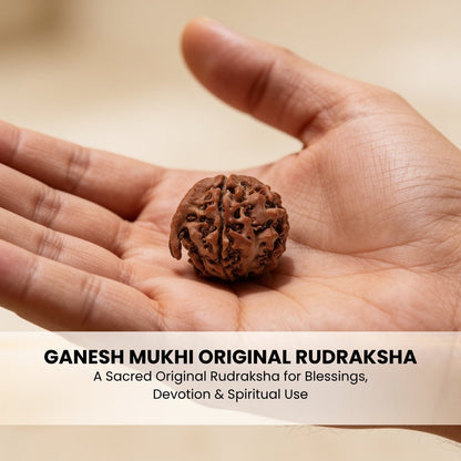 Ganesh Mukhi Original Rudraksha - plusvalueindia