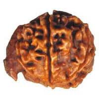 Ganesh Mukhi Original Rudraksha