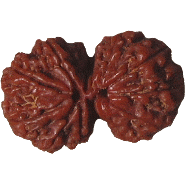 Gaurishankar Original Rudraksha